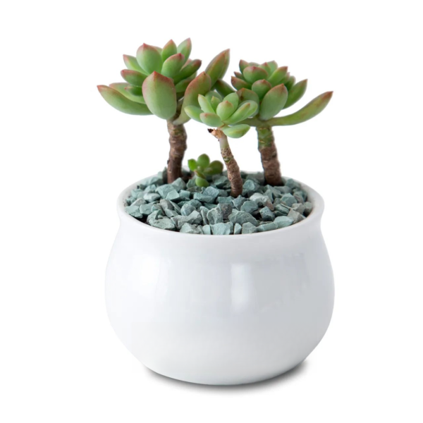 Small Succulent Planters