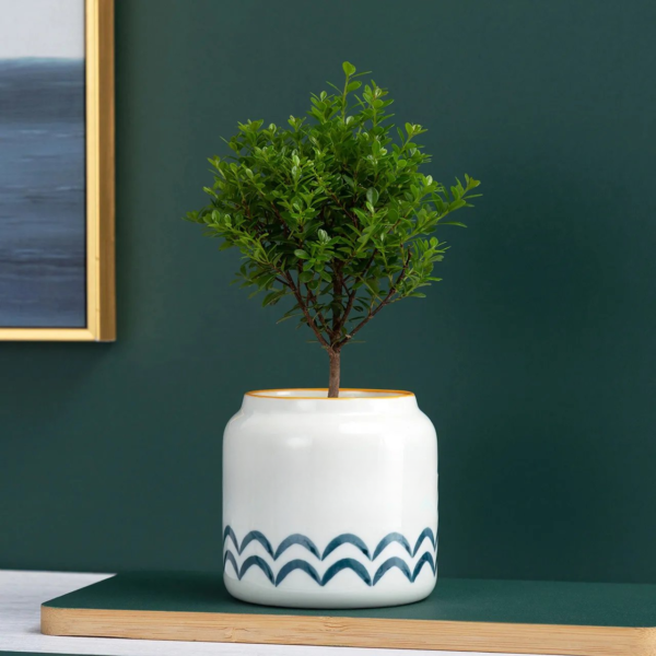 Hand Painted Ceramic Small Succulent Planters